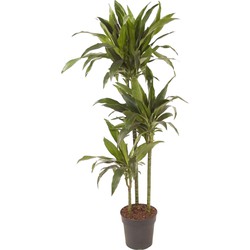 Dracaena fragrans 'Janet Craig' - XXL - Pot 24 cm - Hoogte 140-150cm