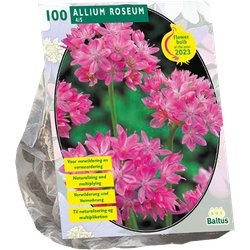 Allium Roseum per 100 bloembollen