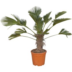 Wagner palm Trachycarpus wagnerianus h 100cm st. h 35cm