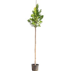 Aardbeien boom Arbutus Unedo 262,5 cm - Warentuin Natuurlijk