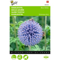 2 stuks - Echinops ritro Kogeldistel - Buzzy