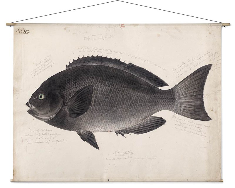 Zwarte vis - 180 x 130 cm - 