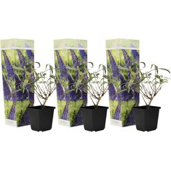 Vlinderstruiken - Buddleja Paars - Set van 3 - Tuin - Pot 9cm - Hoogte 25-40cm