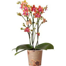 Kolibri Orchids | oranje geurende Phalaenopsis orchidee - Fragrance orange - potmaat Ø12cm | bloeiende kamerplant - vers van de kweker