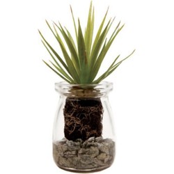 Succulente Aloe Vera en pot - Vert / 13 cm