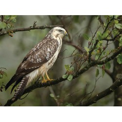 Buizerd 70x50cm Tuinschilderij - Customize-it