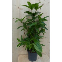 Dracaena Surculosa 60 cm - Warentuin Natuurlijk