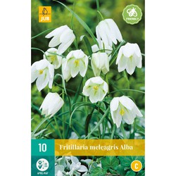 Fritillaria meleagris alba