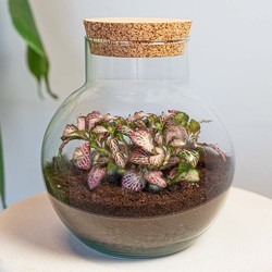 URBANJNGL - Plant Terrarium - Noah - DIY kit - ↑ 20 cm