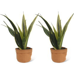 We Love Plants - Sansevieria Gold Flame + Plantbag Terra - 2 stuks - 40 cm hoog - Vrouwentong
