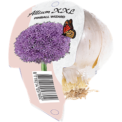 Allium XXL Pinball Wizard Organza met etiket bloembollen