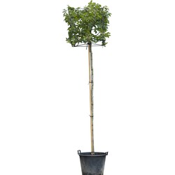 Haagbeuk kubus Carpinus betulus 300 cm