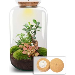 URBANJNGL - Planten terrarium - Sven XL - Bonsai + Verlichting in kurk- ↑ 43 cm