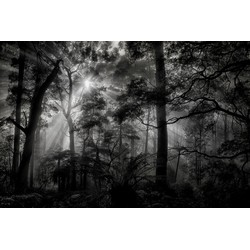 Sanders & Sanders fotobehang bosrijk landschap grijs en zwart - 3,6 x 2,7 m - 601029