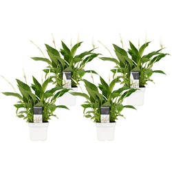 Choice of Green - Spathiphyllum Bellini (4 stuks)