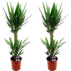 Yucca Elephantipes - Palmlelie - Set van 2 - Kamerpalm - ⌀17cm - Hoogte 70-80cm