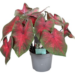 Caladium Postman Joyner - Tropische Kamerplant - Pot 12cm - Hoogte 25-40cm