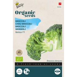 Organic Broccoli Belstar F1 (BIO) - Buzzy