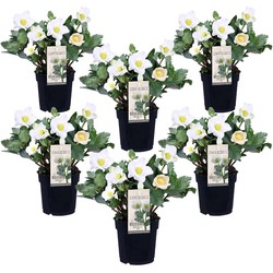 Helleborus Mont Blanc - Set van 6 - Tuinplanten - Pot 12cm - Hoogte 20-30cm