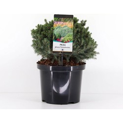 Picea glauca echiniformis 25-30 cm