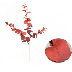 Money leaf tak bruin rood 104 cm