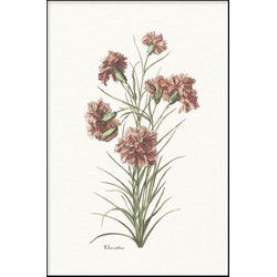 Dianthus - Walljar - Wanddecoratie - Poster met lijst
