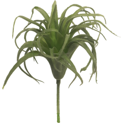 Tillandsia pick green 17cm - Nova Nature