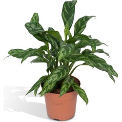 Hello Plants Aglaonema Maria Tigres Chinese Evergreen - Ø 17 cm - Hoogte: 50cm