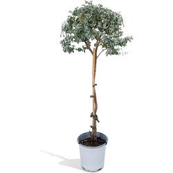 Hello Plants Eucalyptus Plant op Stam Gomboom - Ø 17 cm - Hoogte: 80 cm