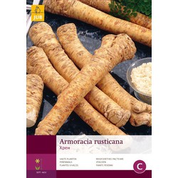 2 stuks - 1 Armoracia Rusticana-Mierikswortel - JUB