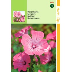 5 stuks - Lavatera Trimestris Rose Rood - Hortitops