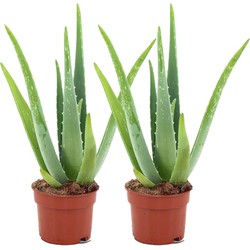 ZynesFlora - Aloë Vera - 2 Stuks - Ø 14 cm - Hoogte: 45 - 50 cm - Kamerplant - Aloë - Succulent - Vetplant
