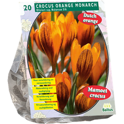 Crocus Orange Monarch per 20 bloembollen