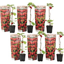 Frambozenplant - Set van 6 - Frambozenstruik - Pot 9cm - Hoogte 25-40cm