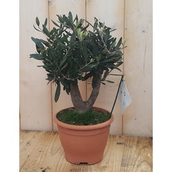 Olijfboom Olea Europaea 40 cm - Warentuin Natuurlijk
