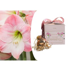 Roze Amaryllis - Bloembollen in geschenkdoos