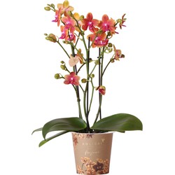 Kolibri Orchids | oranje geurende Phalaenopsis orchidee - Fragrance orange - potmaat Ø12cm | bloeiende kamerplant - vers van de kweker