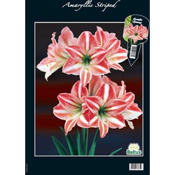 2 stuks - Amaryllis, Gestreept (Steeketiket)