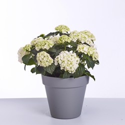 Hydrangea - Curly Wurly Wit - 45 cm hoog - ø23 cm potmaat - Tuinplant - Vers van de kweker