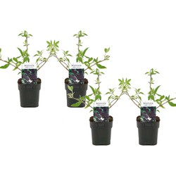 Buddleja davidii 'Black Knight' - Set van 4 - Pot 17cm - Hoogte 30-40cm