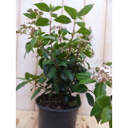 Viburnum Tinus 30 cm