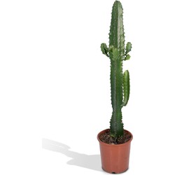 Hello Plants Euphorbia Acruensis Wolfsmelk - Ø 17 cm - Hoogte: 50 cm - Cactus Cowboycactus