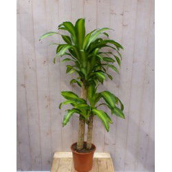 Kamerplant Fragrans Dracaena Drakenbloedboom groot 160 cm geel-groen