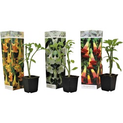 Brugmansia - Mix van 3 - Met trompetvormige bloemen - Pot 9cm - Hoogte 25-40cm