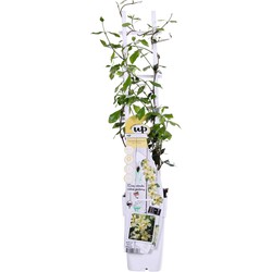 Hello Plants Trachelospermum Star of Toscana Gele Sterjasmijn - Klimplant - Ø 15 cm - Hoogte: 65 cm