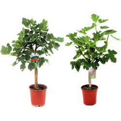 Ficus Carica - Set van 2 fruitbomen - Pot 21cm - Hoogte 70-90cm