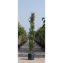 Groene zuilbeuk Fagus sylvatica Dawyck h 350 cm st. h 30 cm