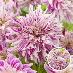 Dahlia Bristol Stripe - Set van 3 - Dahliaknollen