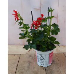 3 stuks! Oostenrijkse geranium hangplant rood - Warentuin Natuurlijk