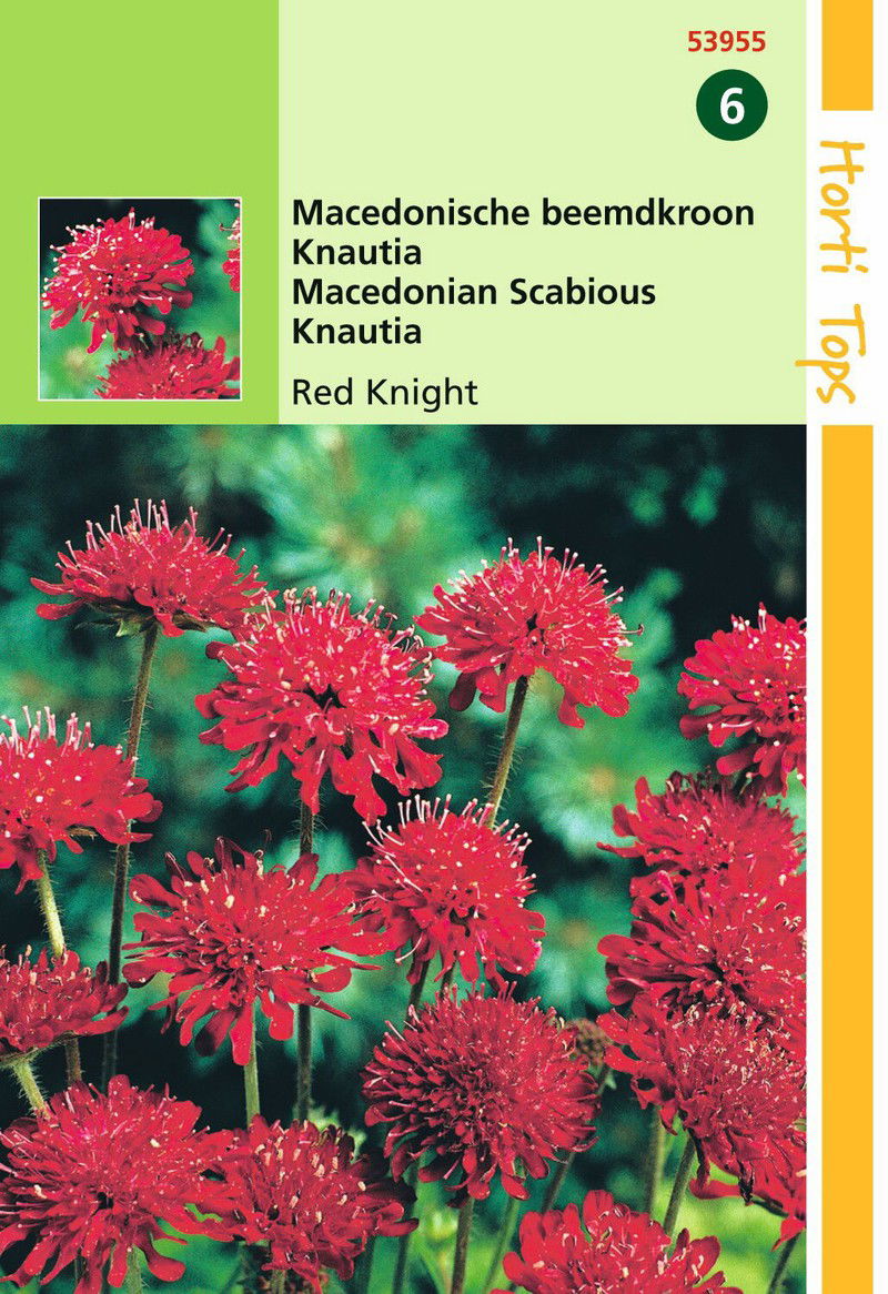 Knautia macedonica Red Knight - 